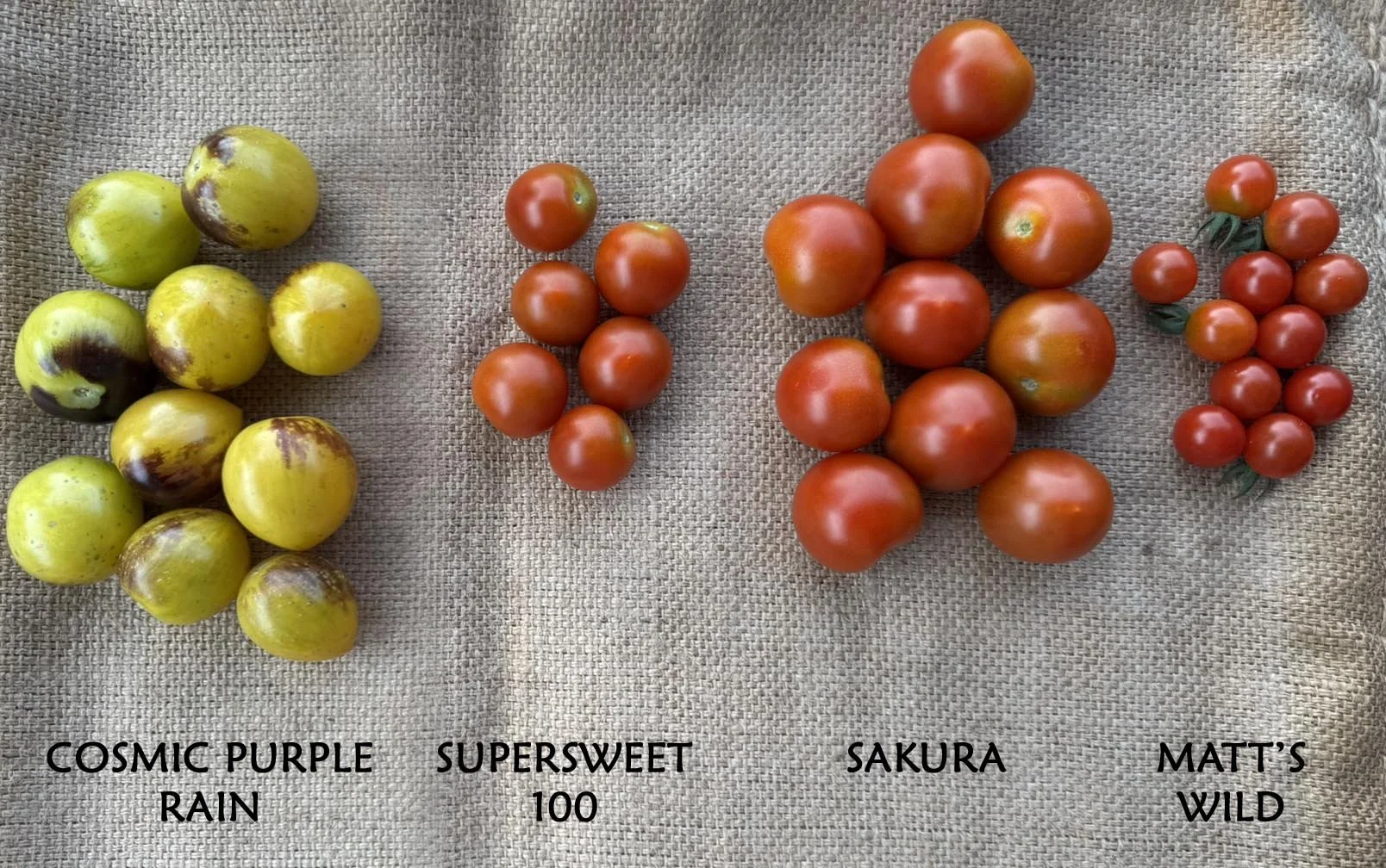 Tomato-Sakura (cherry) — Orange Circle Farm